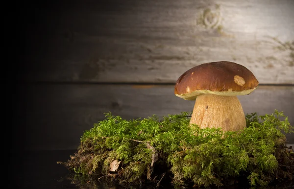 Mushroom Boletus over Wooden Background — Stock Photo, Image