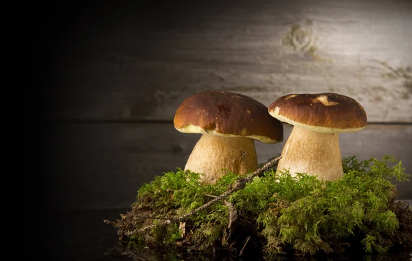 Mushrooms Boletus over Wooden Background — Stock Photo, Image