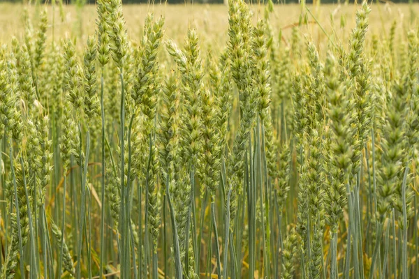 Campo di grano verde Immagine Stock