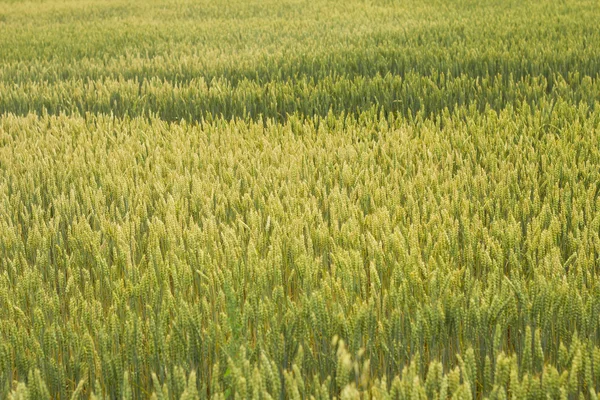 緑の小麦畑 ロイヤリティフリーのストック画像