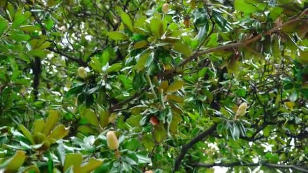Buffaloberry argenté avec fruits poussant sur de fines branches — Video