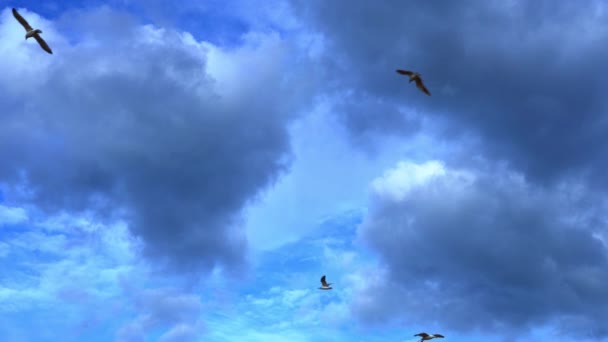 Grandes siluetas de gaviotas vuelan en el cielo azul con nubes — Vídeos de Stock