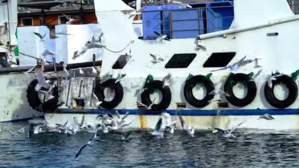 Kawanan besar burung camar abu-abu mengelilingi kapal nelayan putih — Stok Video