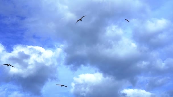 Grå sjöfåglar flockas under blå himmel med täta moln — Stockvideo
