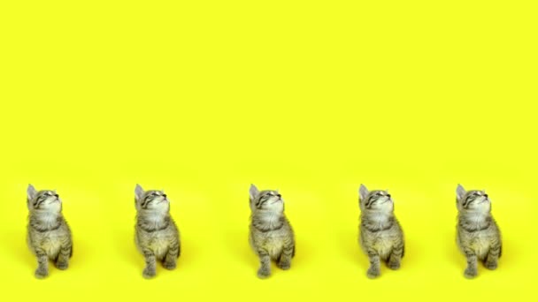 Котенок Тэбби с маленькими лапками сидит и смотрит вверх, двигая головой. — стоковое видео