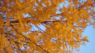 İnce akçaağaç dalları. Renkli parlak yoğun yaprakları var.