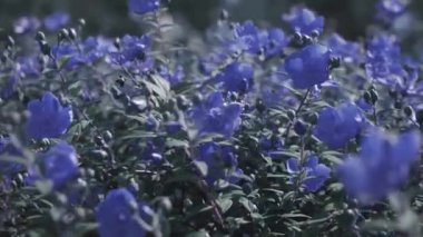 Renk değiştiren kamera hareketi bebek mavi gözler çiçekler