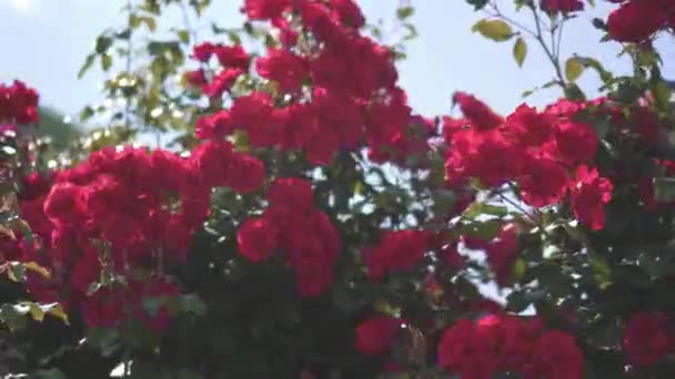 Wind ondas arbusto com pequenas flores piscando multi-coloridas — Vídeo de Stock