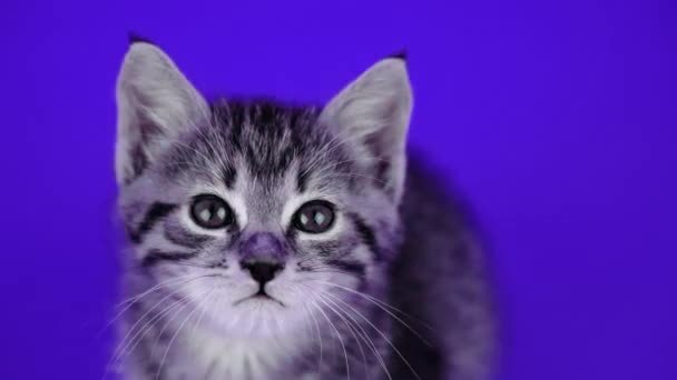 Чистокровный серый кот двигает головой на мигающем фоне — стоковое видео