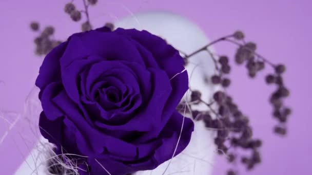 Virágzó rózsa széles szirmokkal áll a modern fehér vázában — Stock videók