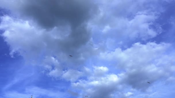 大きな灰色のカモメのシルエットは曇り空の下で飛ぶ — ストック動画