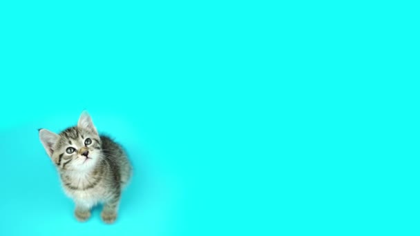 Очаровательная маленькая домашняя кошка нюхает и смотрит вверх — стоковое видео