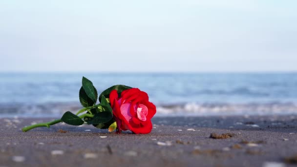 Cute artificial rose lies on sand against running waves — Wideo stockowe