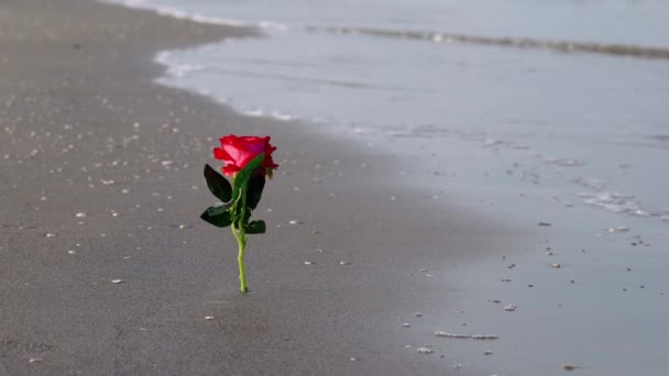 Red artificial rose stuck in grey wet sand on empty beach — Stok video