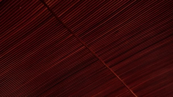 Stylish ceiling with wooden planks in contemporary building — Αρχείο Βίντεο