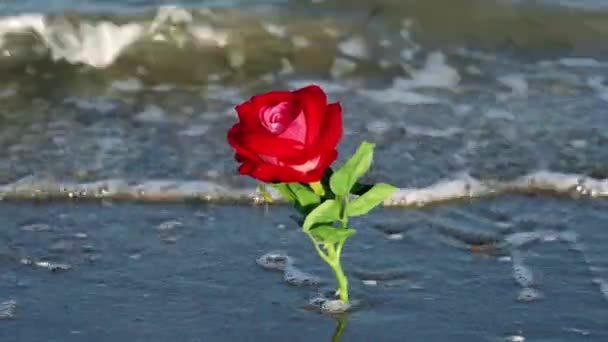 Róża dekoracyjna z zielonymi liśćmi stoi w falach — Wideo stockowe