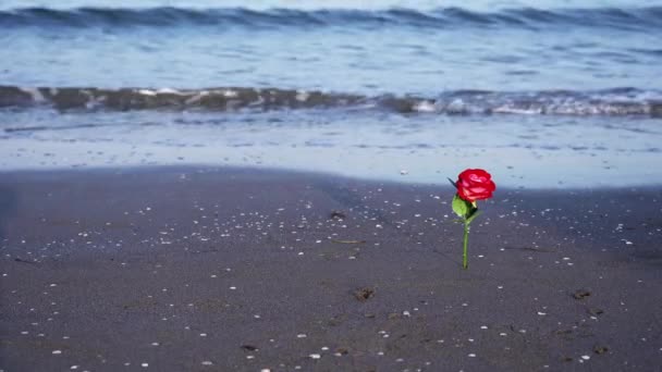 Червона троянда і рухомі тіні ходячих людей на мокрій піску — стокове відео