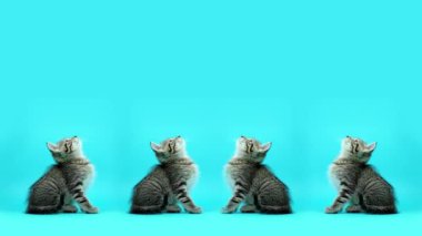 Dragon Li kedi yavrusu stüdyo arkasında otururken kafasını hareket ettiriyor.