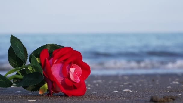 Mesterséges rózsa virág szövetből hazugság hullámok ellen — Stock videók