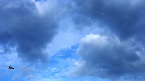 Måsar av grå och svart färg flyger mot blå himmel — Stockvideo