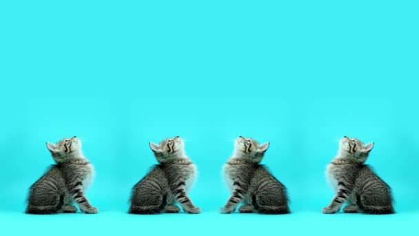 Dragon Li котенок двигает головой сидя на студийном фоне — стоковое видео
