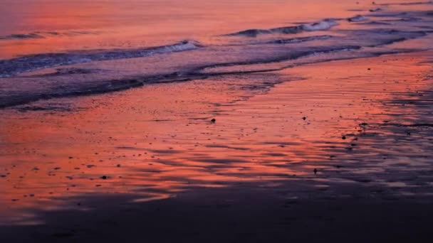 Bird flies to find food on ocean beach near running waves — Stock Video