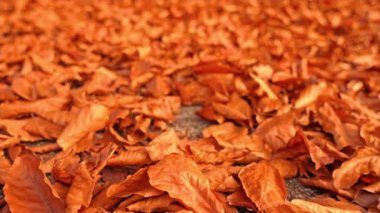 Küçük, parlak, kuru yaprakların yüzeyi.