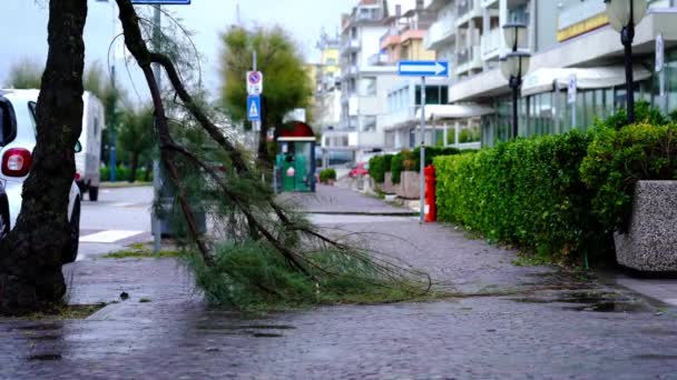 Geçen arabalara karşı rüzgarla kırılan yeşil ağaç dalı — Stok video