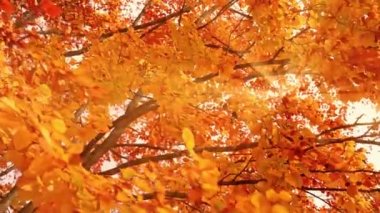 Kalın altın yaprakların arasından süzülen parlak güneş ışınları