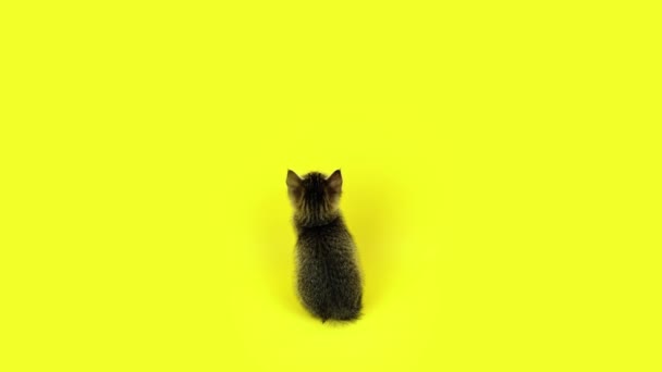 Шаткий котенок выглядит сидящим на ярко-желтом фоне — стоковое видео