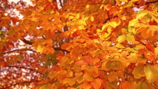 Arbre aux longues branches minces et aux feuilles rouges dorées — Video