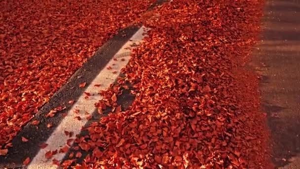 Złoty suchy dywan pokrywa wąską asfaltową drogę w parku — Wideo stockowe