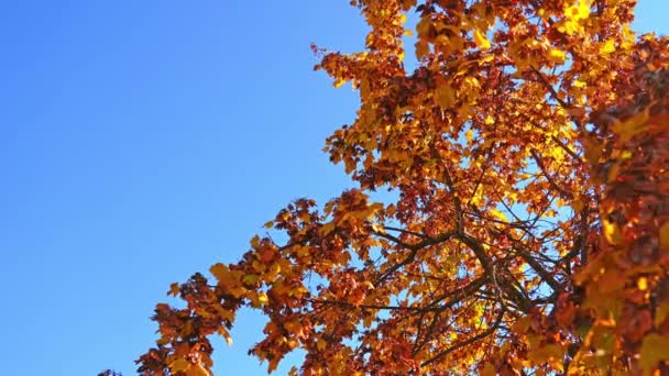 Arbre luxuriant aux feuilles dorées sur de minces branches sous le ciel bleu — Video