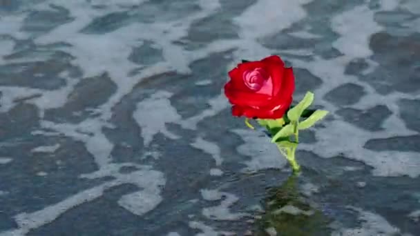 Ярко-красная искусственная роза в пенных волнах на пляже — стоковое видео