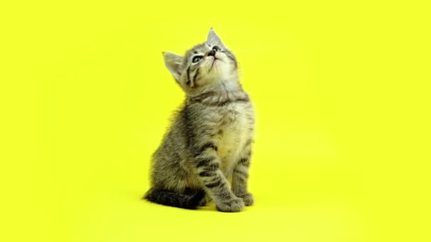 Играющий котенок светло-серого цвета активно двигает головой — стоковое видео