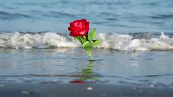 Kırmızı kumaş gül çiçeği köpüklü dalgalarda duruyor. — Stok video
