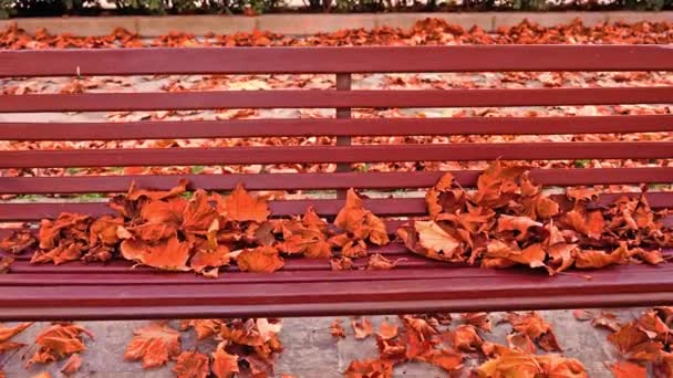 Banc en bois avec planches horizontales sur tapis de feuilles tombées — Video