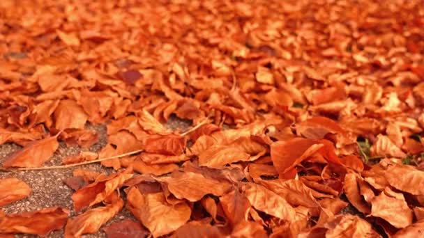 Gruesa superficie plana de hojas secas doradas caídas del árbol — Vídeos de Stock