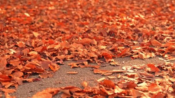 Parkweg mit kleinen trockenen Blättern, die von Bäumen gefallen sind — Stockvideo