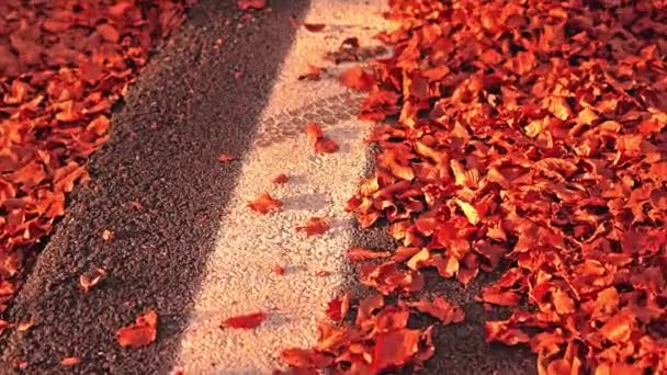 Asphaltstraße mit weiß lackierter Linie, gekauert mit roten Blättern — Stockvideo