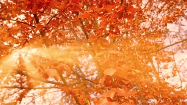 Sun beams break through tree branches with golden leaves — Stock Video