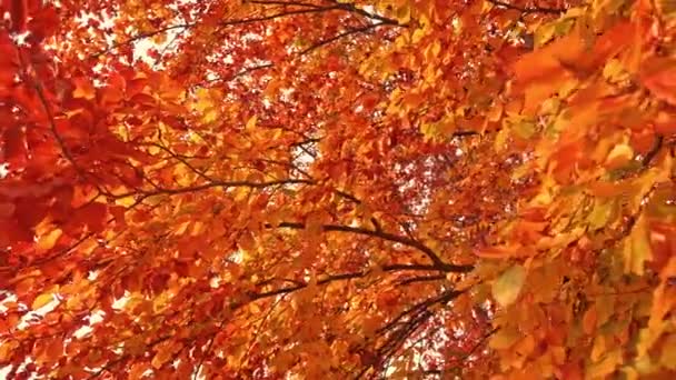Leichter Herbstwind weht hell und farbenfroh trocknende Blätter — Stockvideo