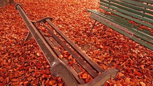 Luminose foglie dorate superficie e panchine in piedi nel parco — Video Stock