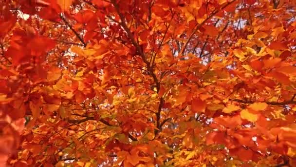 Árbol con ramas largas y delgadas y pequeñas hojas secas doradas — Vídeos de Stock