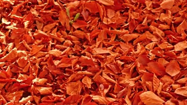 Sonbaharda düşen kırmızı yapraklardan oluşan sınırsız halı. — Stok video