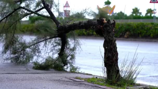 Tronc d'arbre cassé par le vent contre les buissons et les voitures de passage — Video
