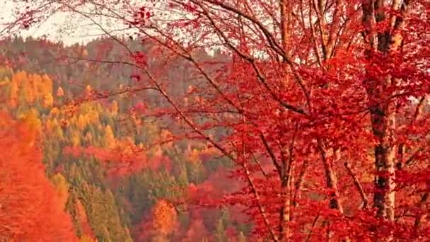 Høyt tre med røde tørkeblader mot høstskogen – stockvideo