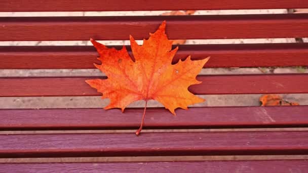 Rovný zlatý javorový list ležící na tmavě hnědé dřevěné lavičce — Stock video