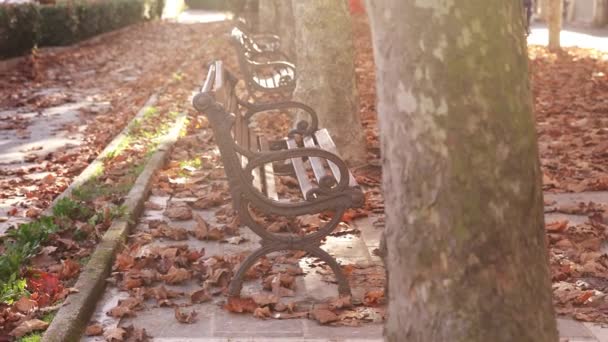 Ahşap banklar asfalt yolda düşmüş yapraklarla dururlar. — Stok video