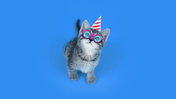 Chaton gris avec lunettes de fête et cône assis sur bleu clair — Video